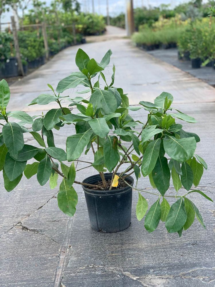 gardenia-taitensis-tahitian-gardenia