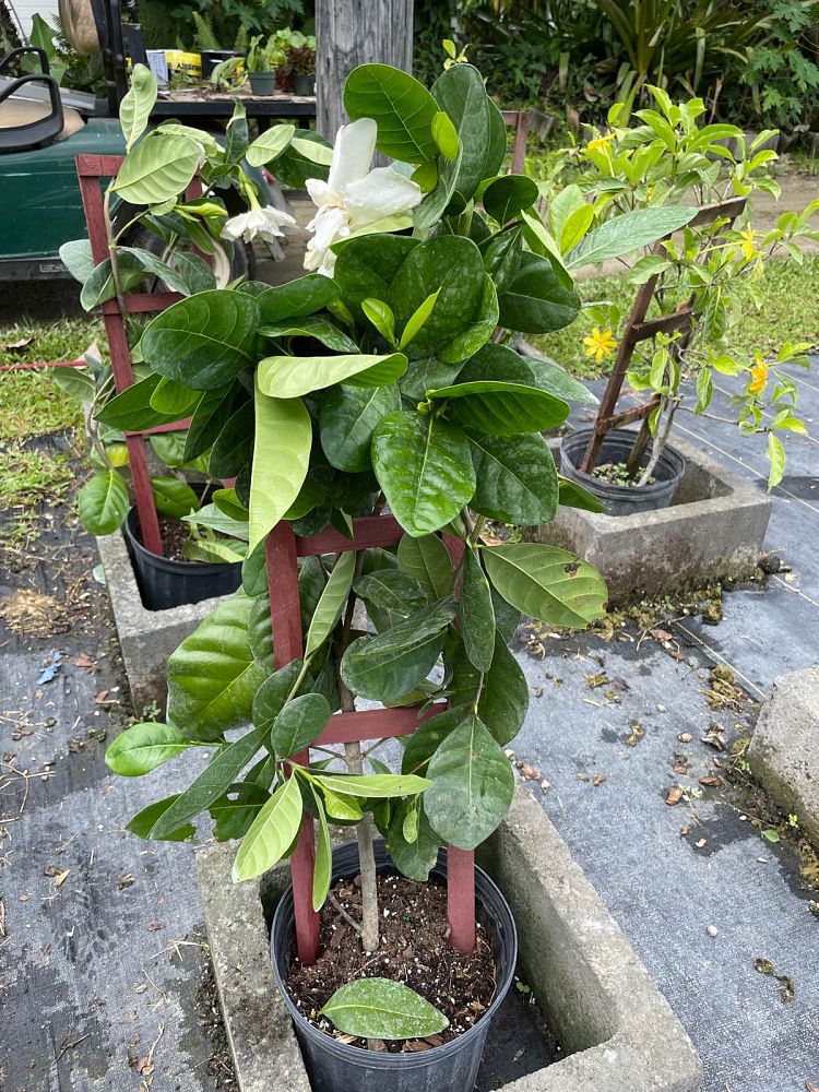 gardenia-taitensis-tahitian-gardenia