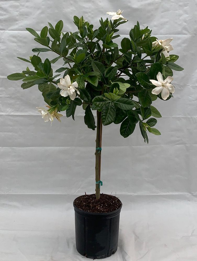 gardenia-taitensis-tahitian-gardenia