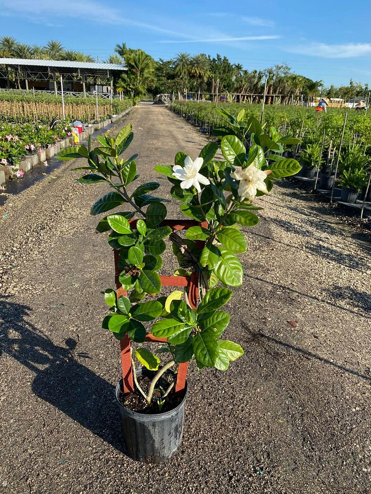gardenia-taitensis-tahitian-gardenia