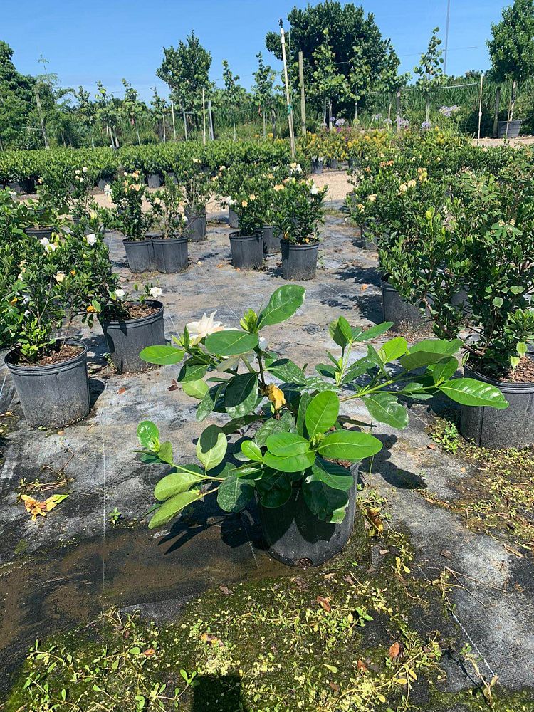 gardenia-taitensis-tahitian-gardenia