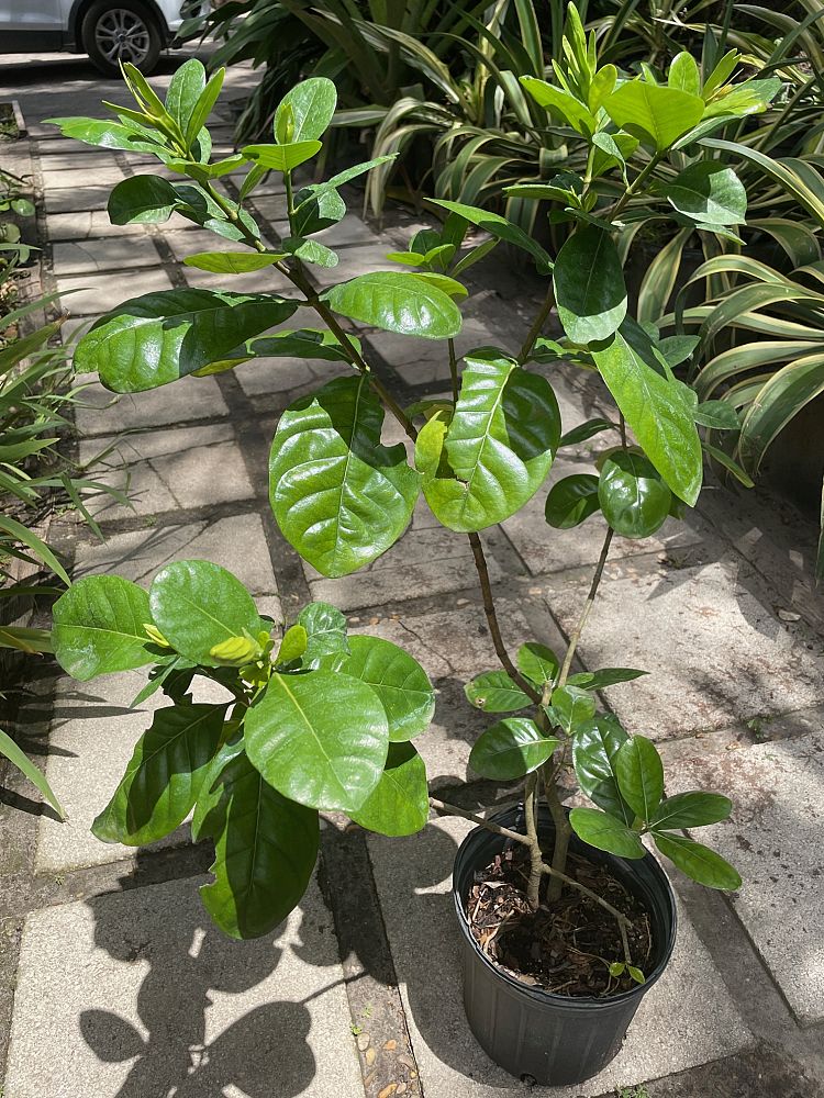 gardenia-taitensis-tahitian-gardenia