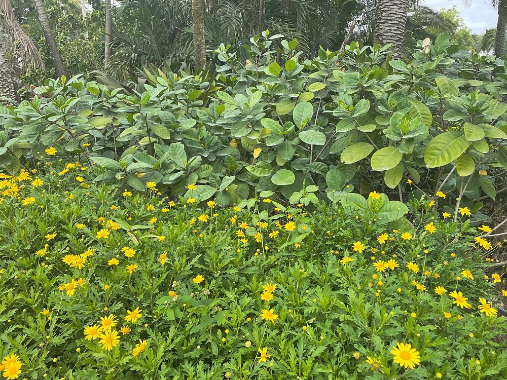 gardenia-taitensis-tahitian-gardenia
