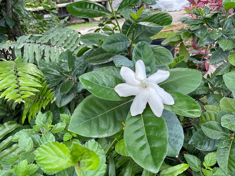 gardenia-taitensis-tahitian-gardenia