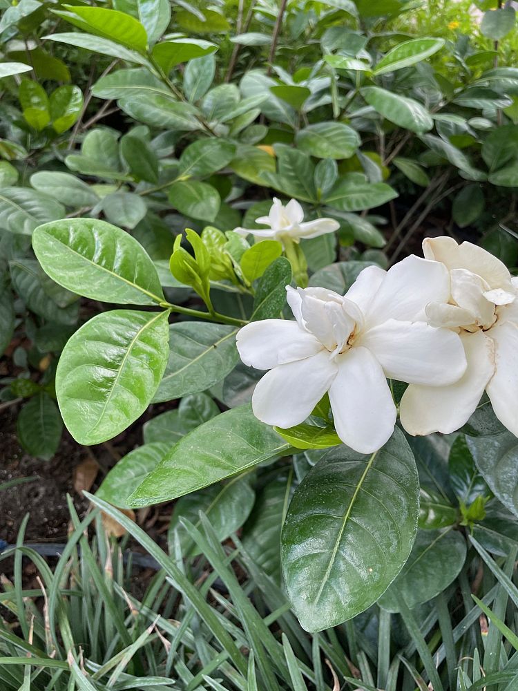 gardenia-taitensis-tahitian-gardenia