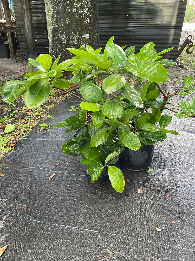 gardenia-taitensis-tahitian-gardenia