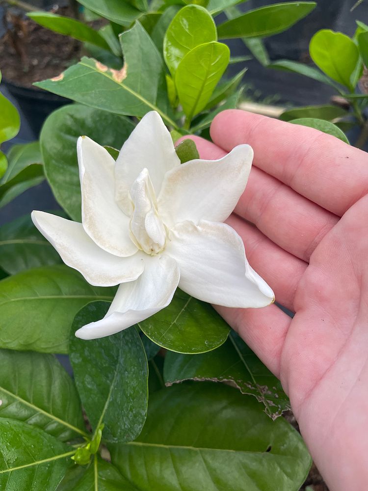 gardenia-taitensis-tahitian-gardenia