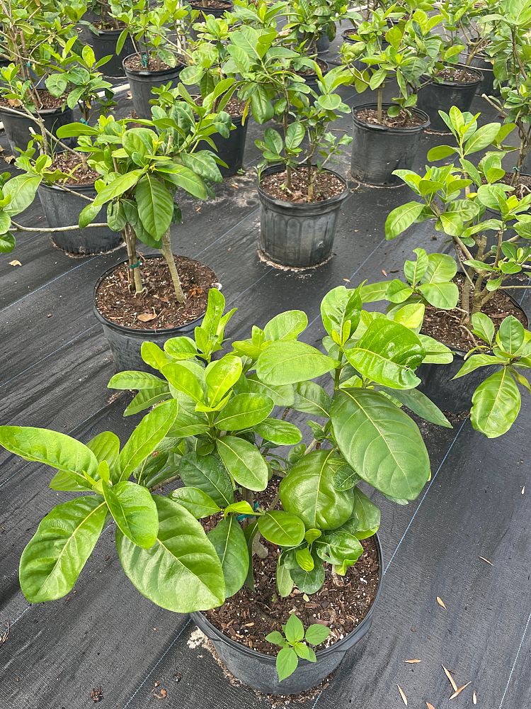 gardenia-taitensis-tahitian-gardenia