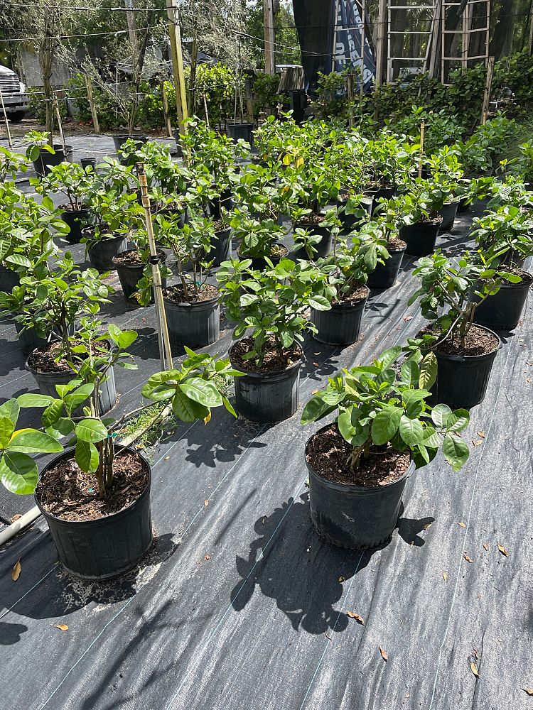 gardenia-taitensis-tahitian-gardenia