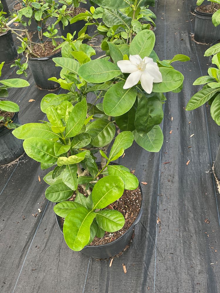 gardenia-taitensis-tahitian-gardenia