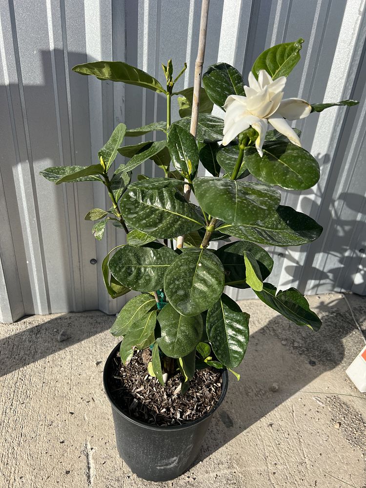 gardenia-taitensis-tahitian-gardenia