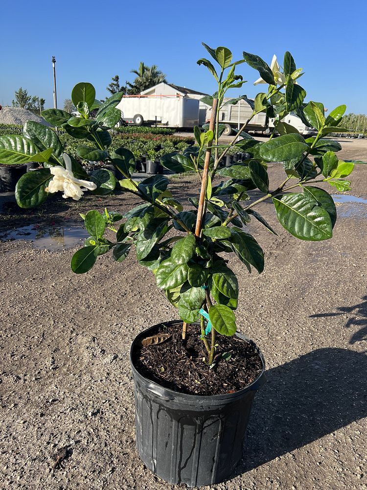 gardenia-taitensis-tahitian-gardenia