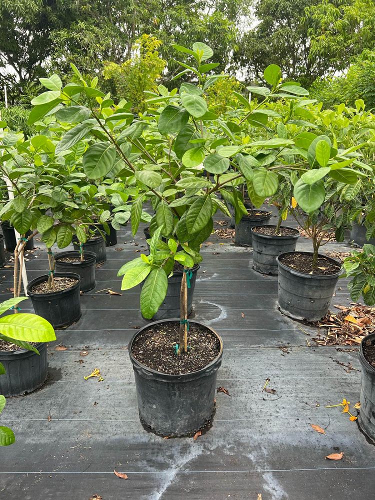 gardenia-taitensis-tahitian-gardenia