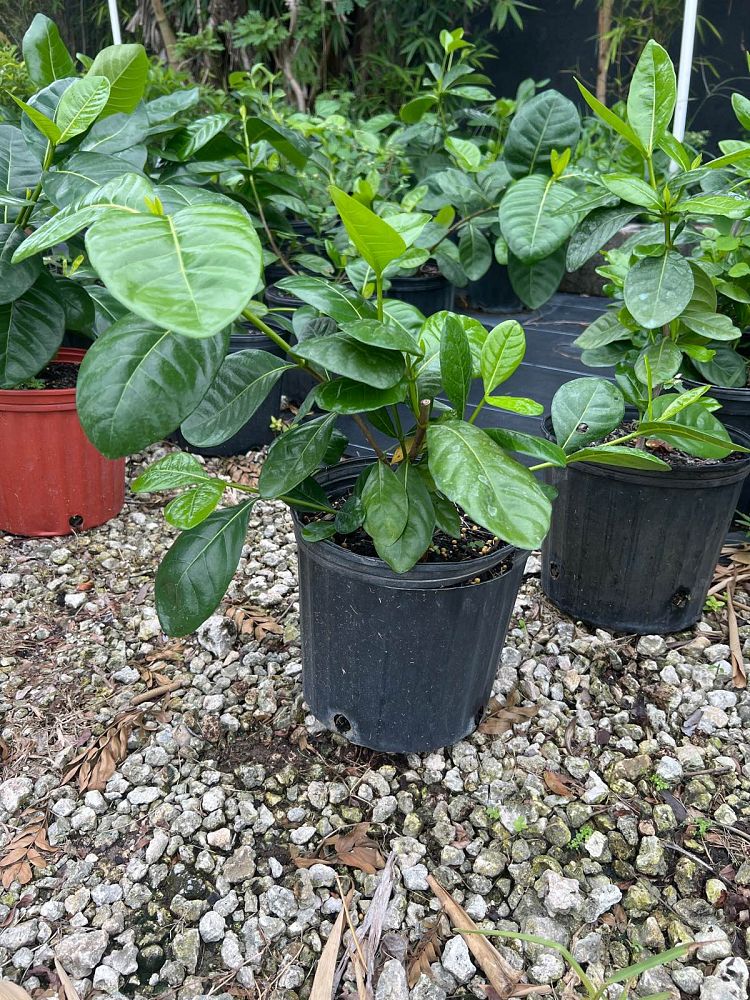 gardenia-taitensis-tahitian-gardenia