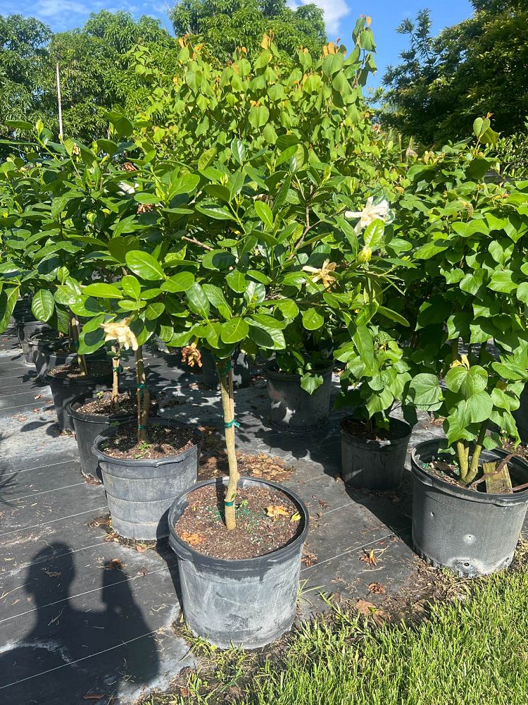 gardenia-taitensis-tahitian-gardenia