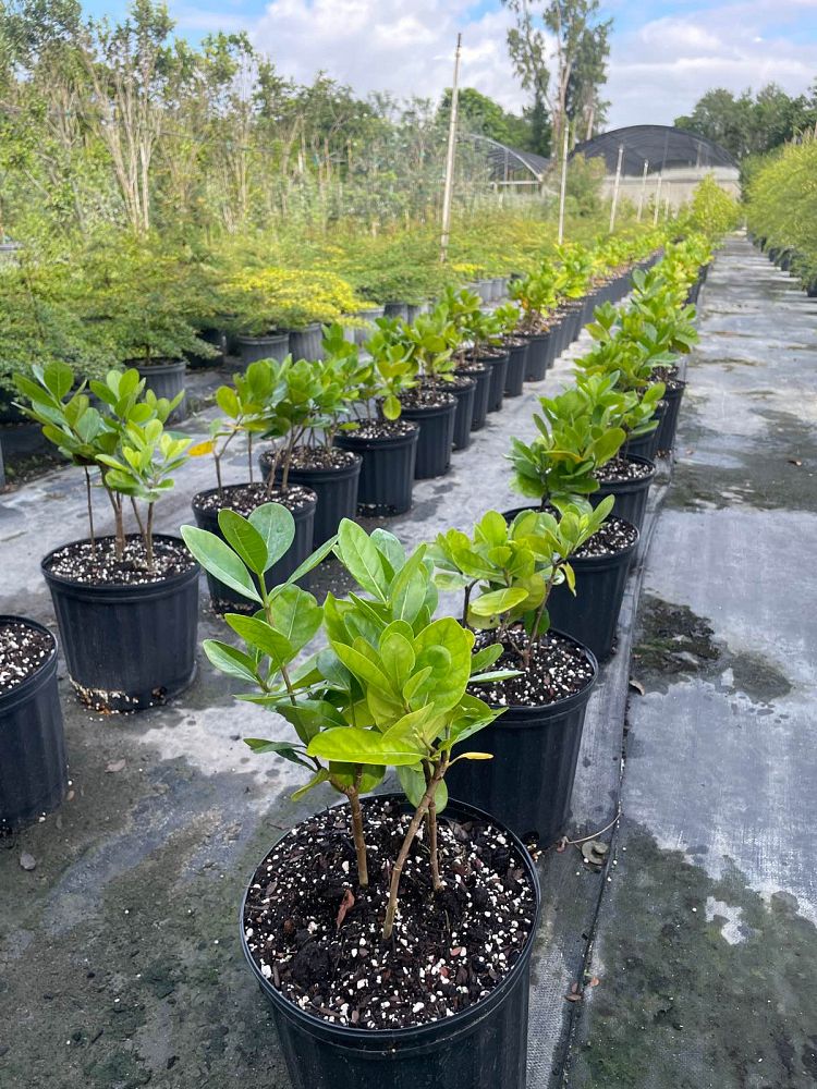 gardenia-taitensis-tahitian-gardenia