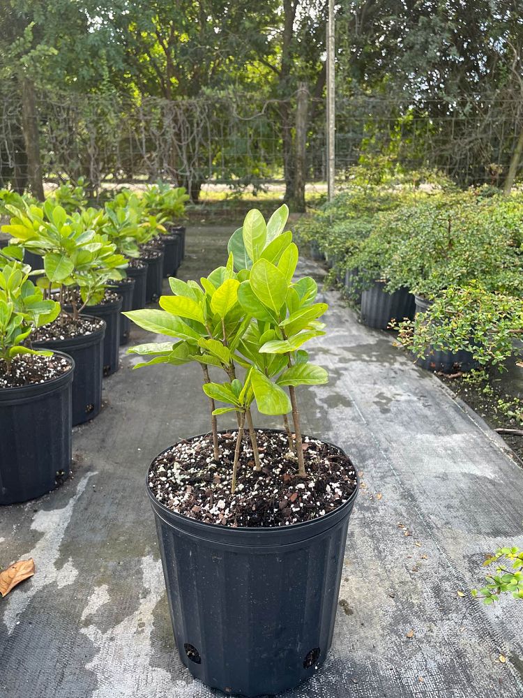gardenia-taitensis-tahitian-gardenia
