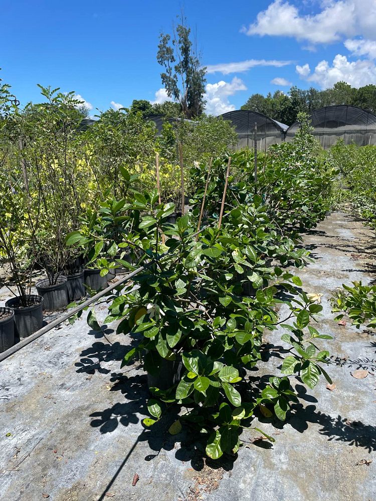 gardenia-taitensis-tahitian-gardenia