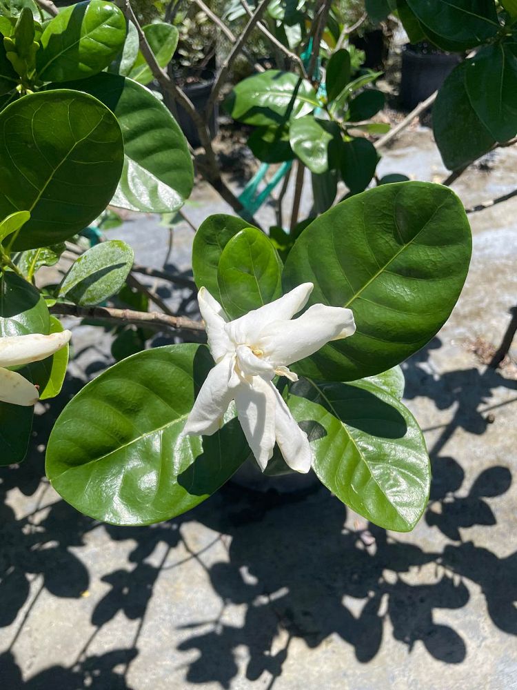 gardenia-taitensis-tahitian-gardenia