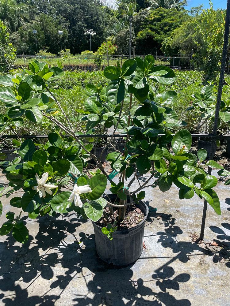 gardenia-taitensis-tahitian-gardenia