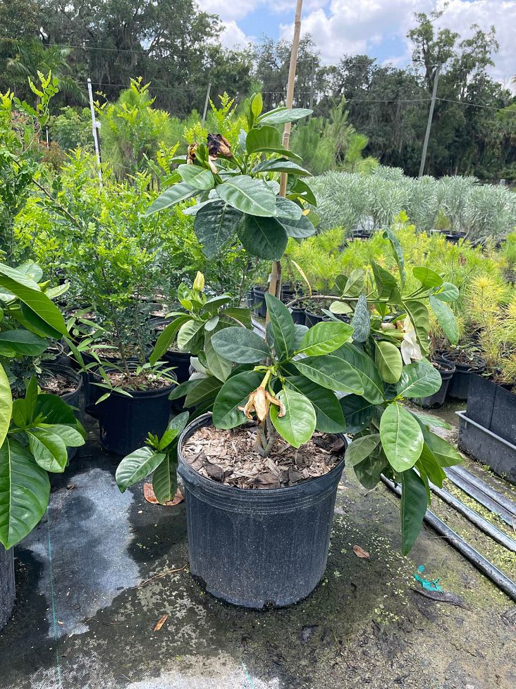 gardenia-taitensis-tahitian-gardenia