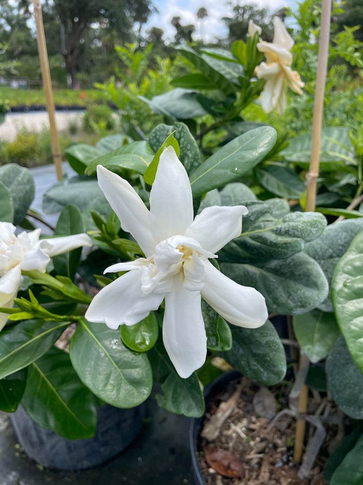gardenia-taitensis-tahitian-gardenia