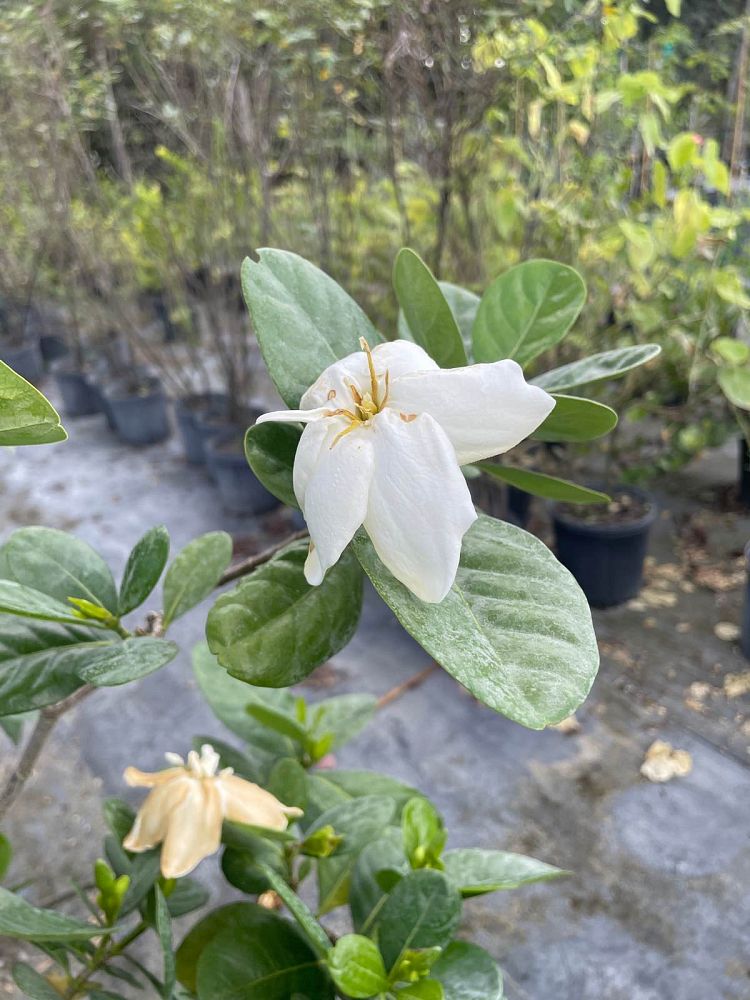 gardenia-taitensis-tahitian-gardenia