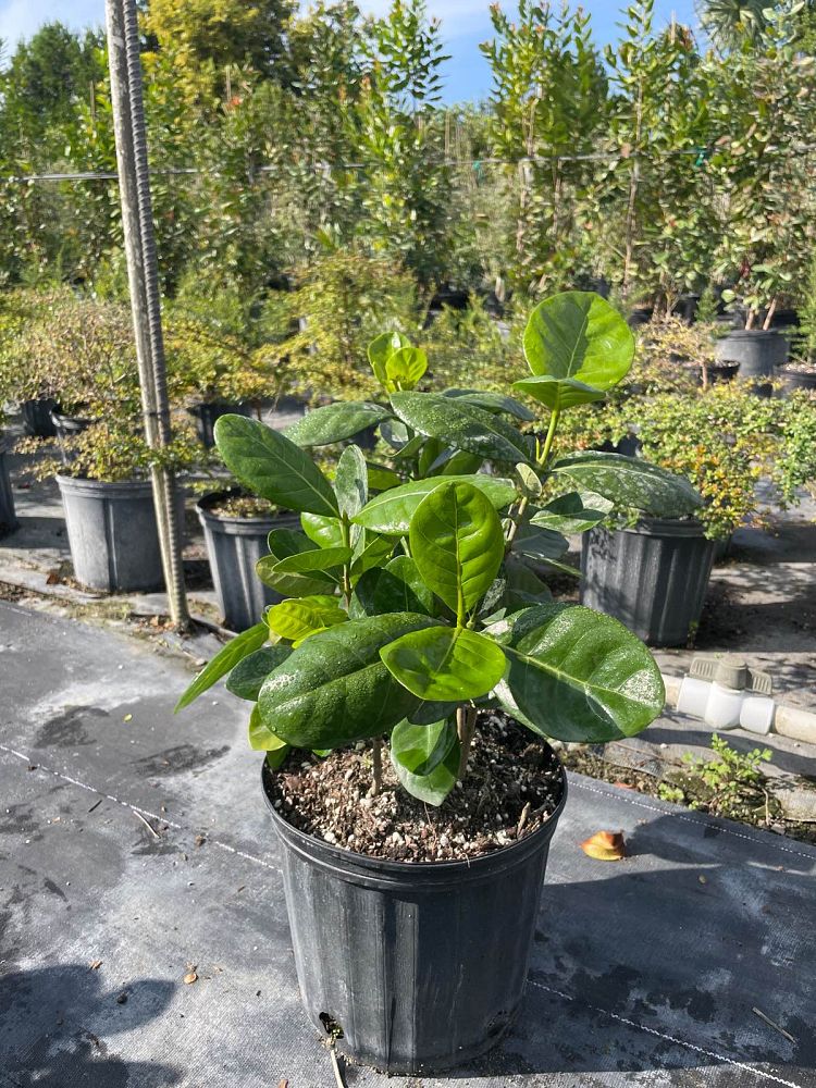 gardenia-taitensis-tahitian-gardenia