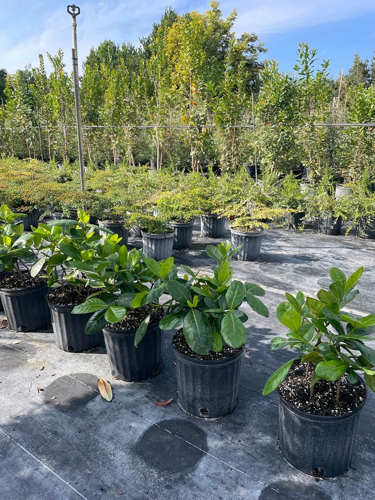 gardenia-taitensis-tahitian-gardenia