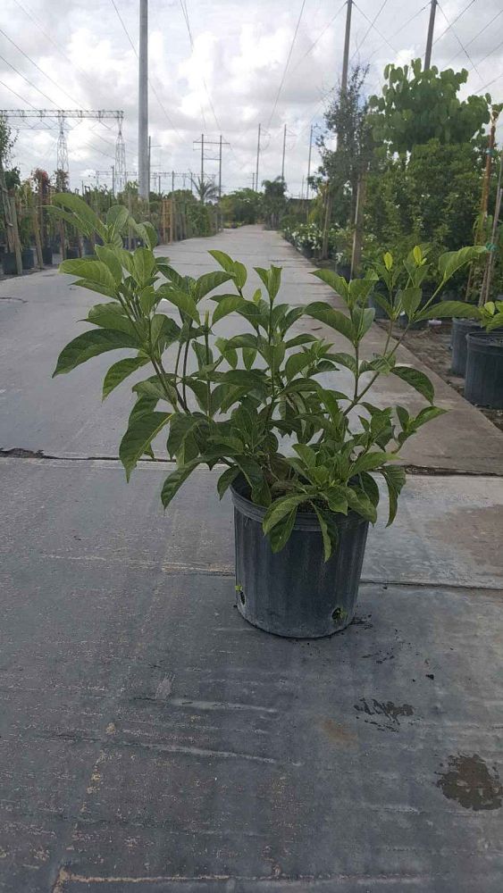 gardenia-tubifera-gold-gardenia