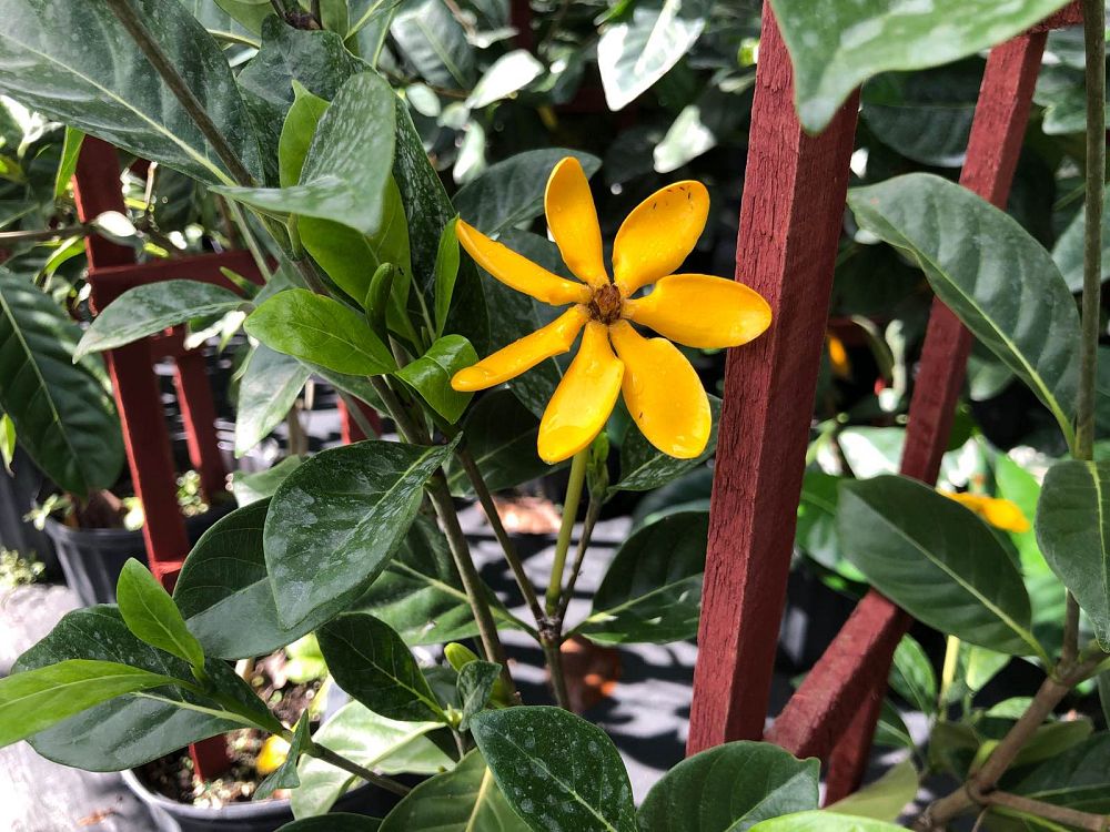 gardenia-tubifera-gold-gardenia