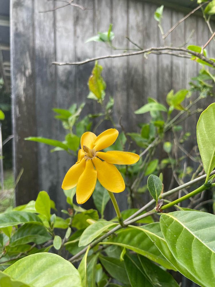 gardenia-tubifera-gold-gardenia