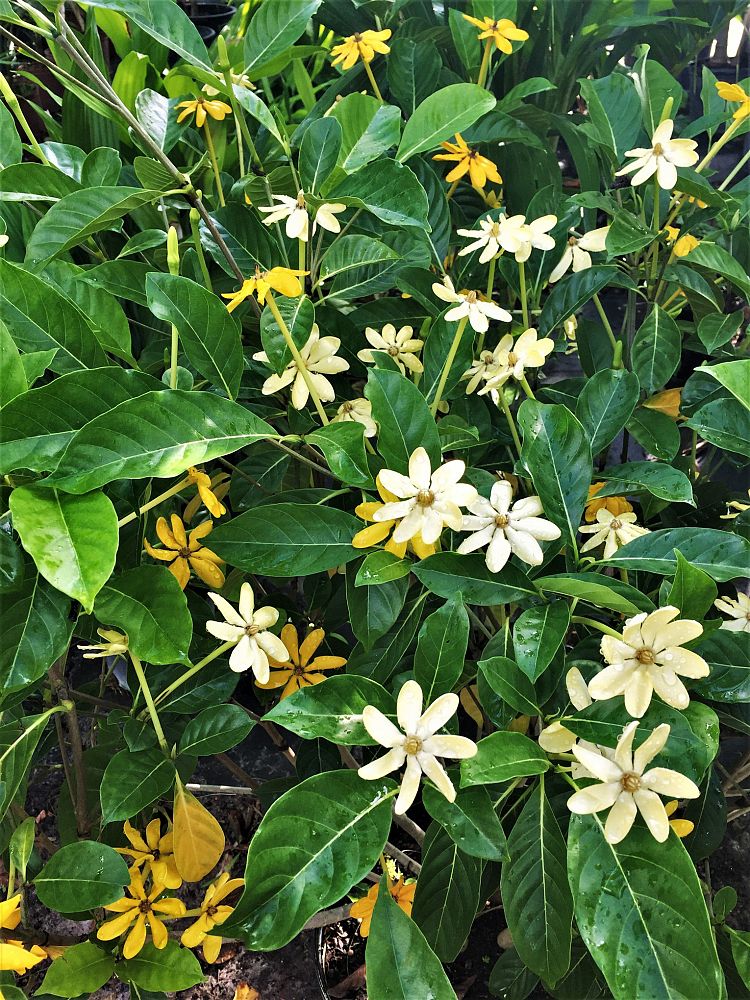 gardenia-tubifera-gold-gardenia
