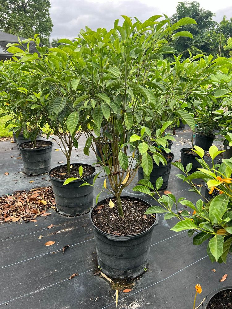 gardenia-tubifera-gold-gardenia
