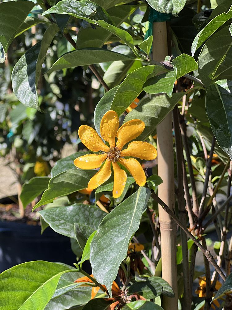 gardenia-tubifera-gold-gardenia