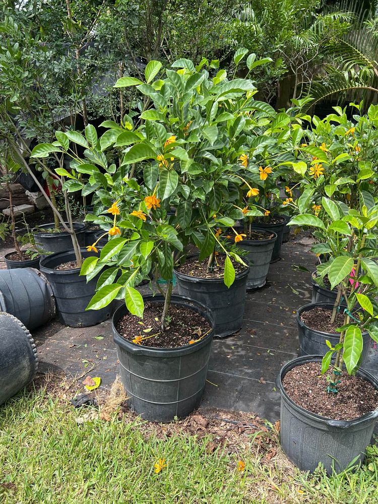gardenia-tubifera-kula-golden-gardenia