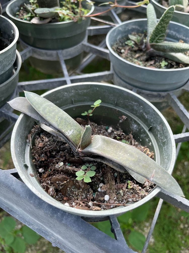 gasteria-croucheri