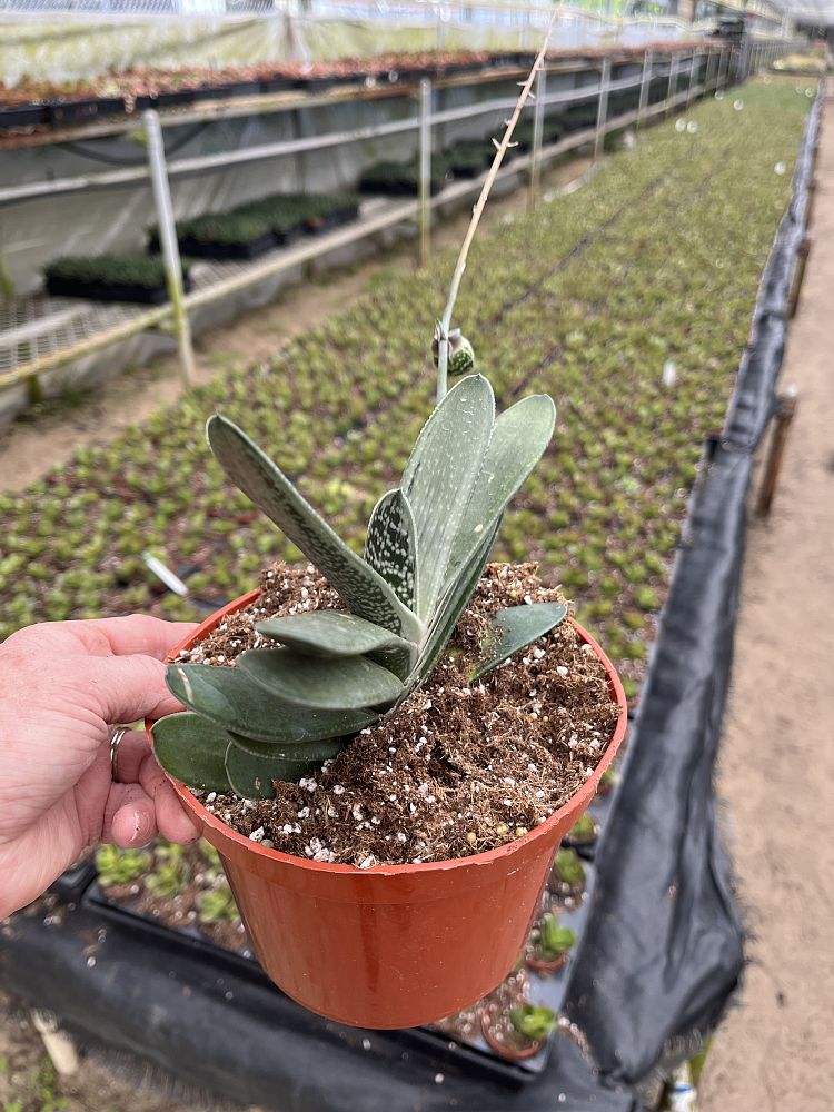 gasteria-glomerata-ox-tongue