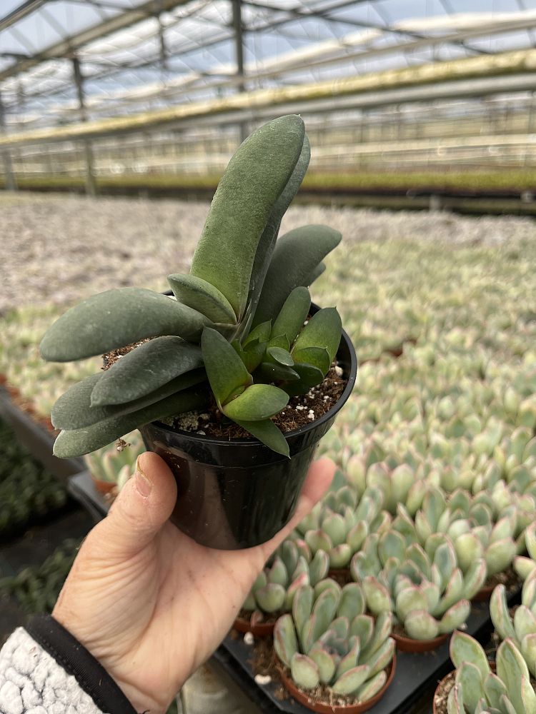 gasteria-glomerata-ox-tongue