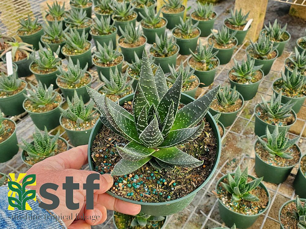 gasteria-royal-wolfgang