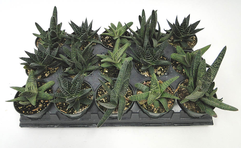 gasteria
