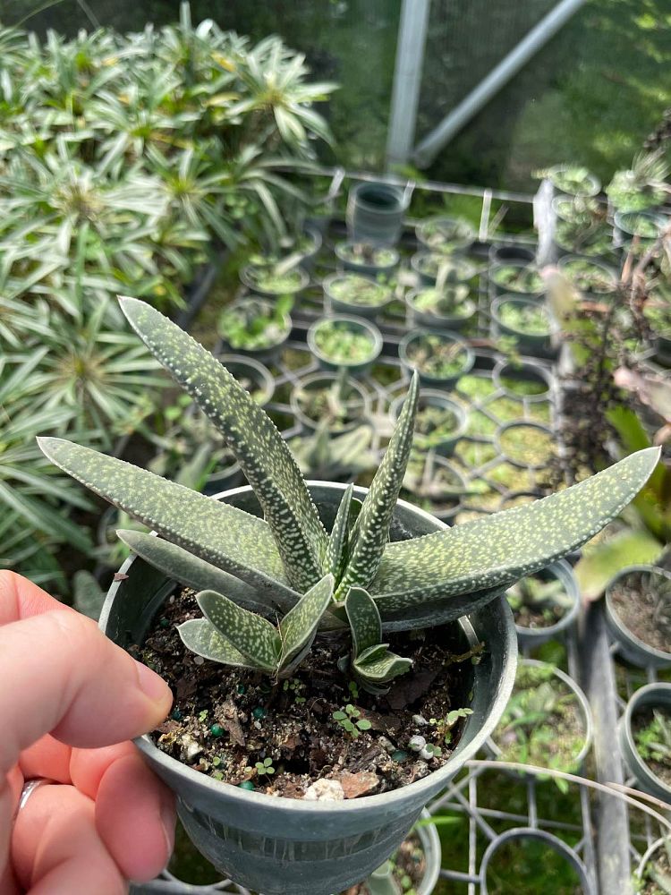 gasteria