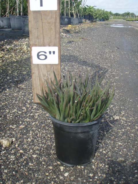 gastrolea-hybrid-midnight-aloe