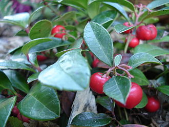 gaultheria-procumbens-wintergreen