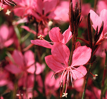 gaura-lindheimeri-belleza-dark-pink-lindheimer-s-beeblossom