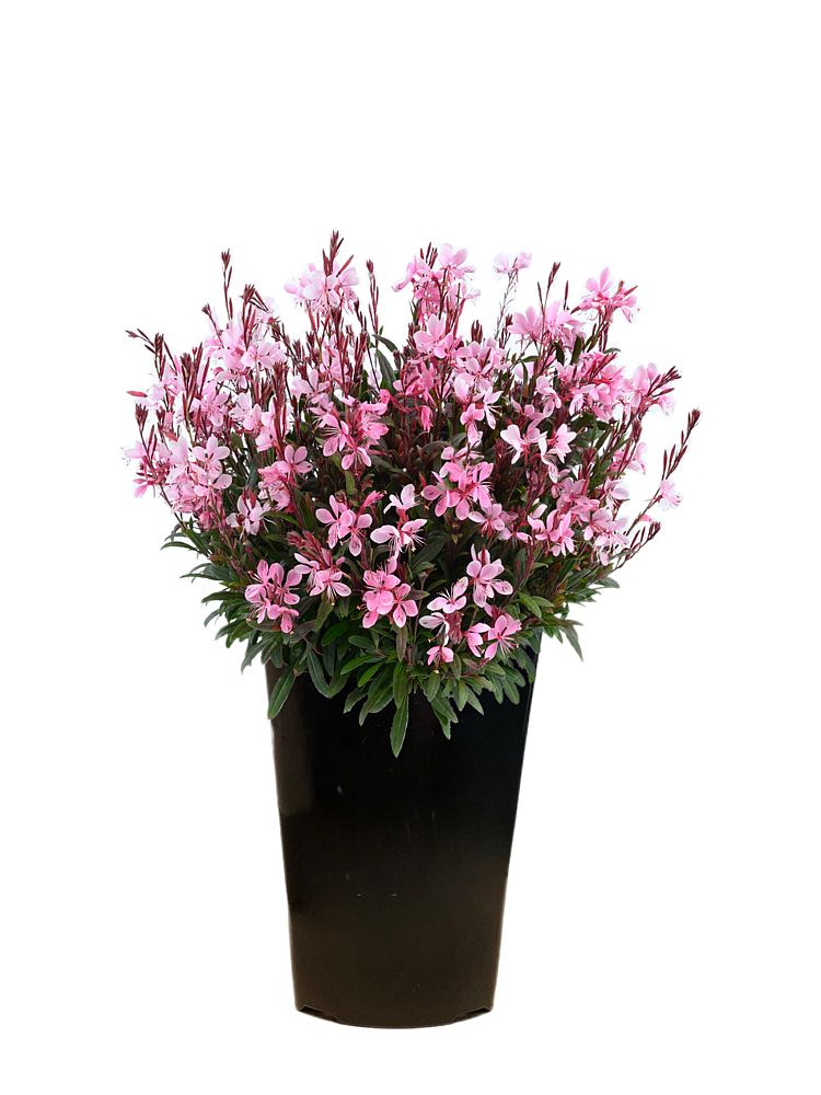 gaura-lindheimeri-belleza-dark-pink-lindheimer-s-beeblossom