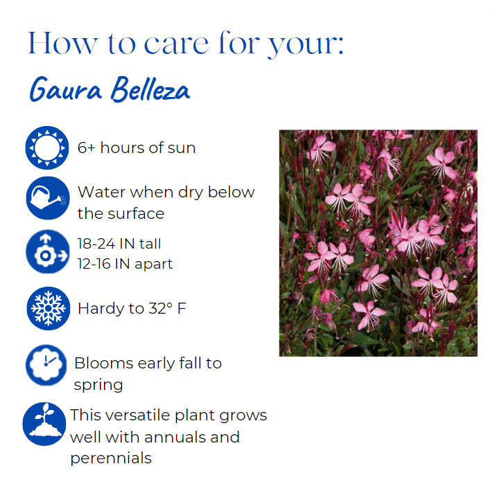 gaura-lindheimeri-belleza-dark-pink-lindheimer-s-beeblossom