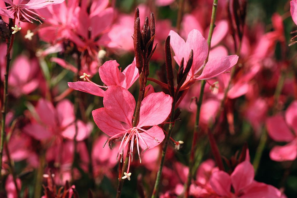 gaura-lindheimeri-belleza-dark-pink-lindheimer-s-beeblossom