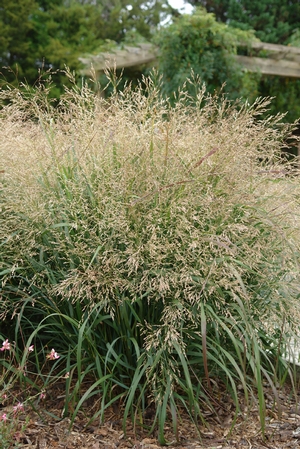 gaura-lindheimeri-cool-breeze-lindheimer-s-beeblossom-appleblossom-grass