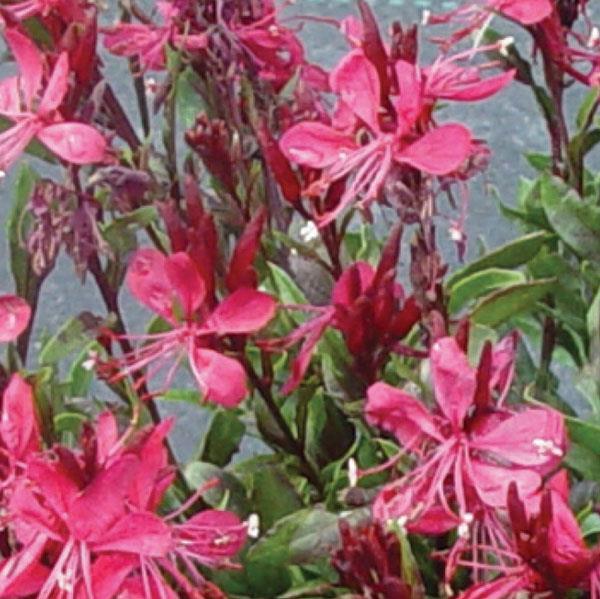 gaura-lindheimeri-gaudi-red-lindheimer-s-beeblossom-appleblossom-grass